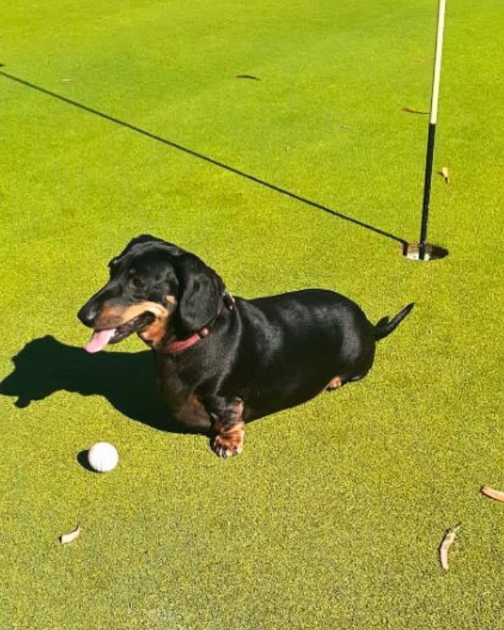 Featured image for “Gracie Assists Lois with Putt on the 6th Hole at Hill Top Golf Club”